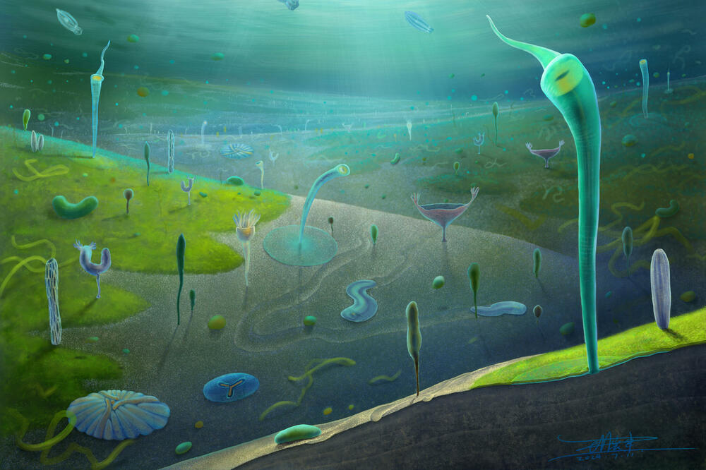 Rekonstrukcija biote Đangčuan, skupine ranih životinja poznatih na osnovu fosila sa novootkrivenog nalazišta u kineskoj provinciji Junan, starih oko 554 do 539 miliona godina,, Foto: Reuters