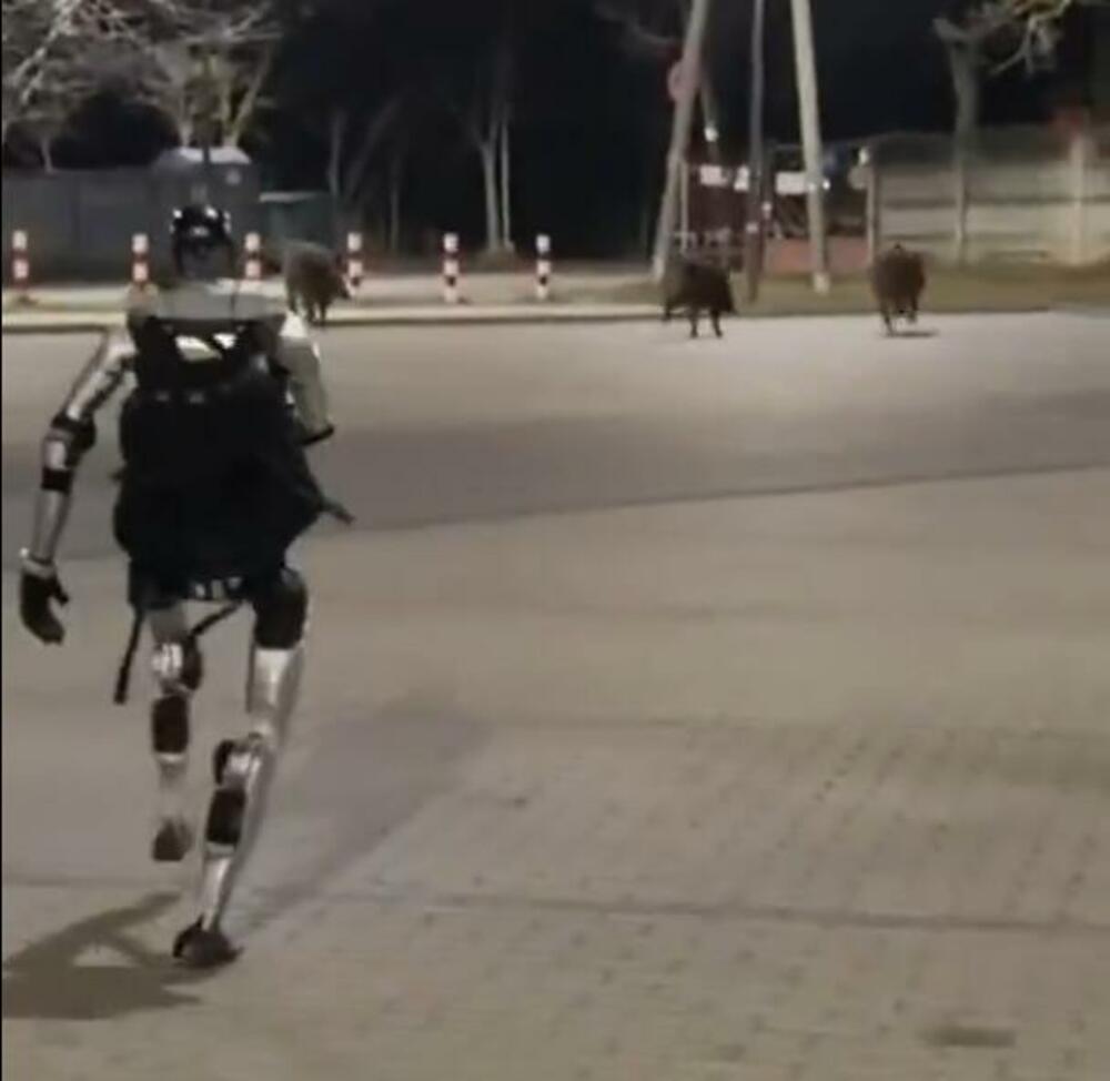 Humanoidni robot u jurnjavi za krdom divljih svinja u Varšavi