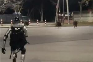 Humanoidni robot u jurnjavi za krdom divljih svinja u Varšavi