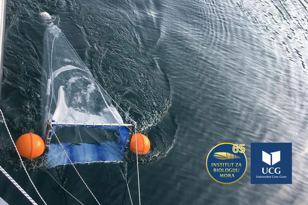 Foto: Institut za biologiju mora Kotor