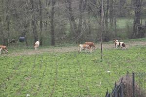 Leković: Stoka se nekontrolisano kreće javnim površinama u Pavinom...
