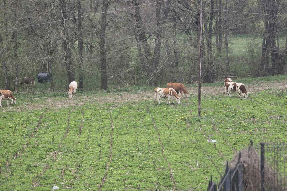 Foto: Privatna arhiva