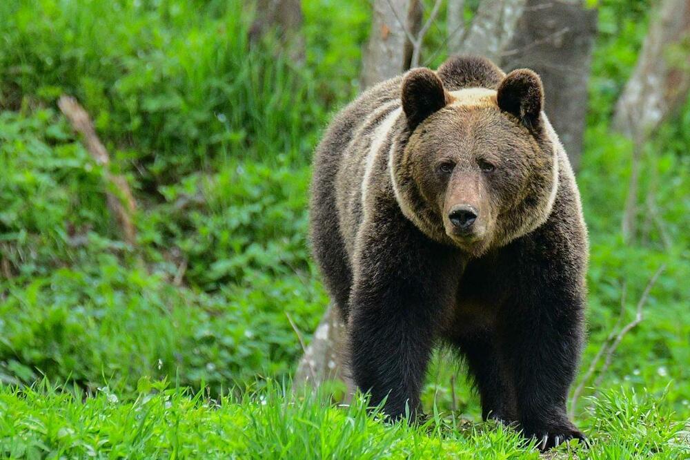 Foto: AFP via Getty Images