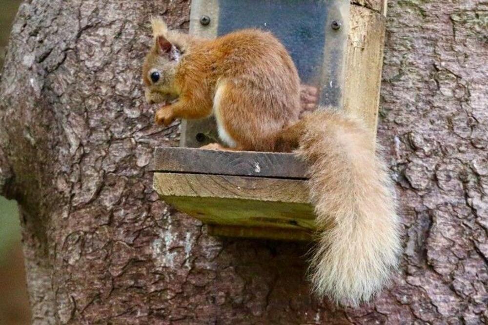Narandžasta vjeverica može da se vidi na nekoliko lokacija u Kumbriji, Foto: HW Slack