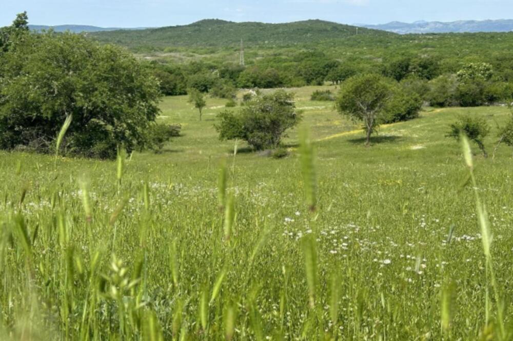 Zabilježene četiri vrste endemskih balkanskih biljaka: Vraćenovići, Foto: Agenos energy