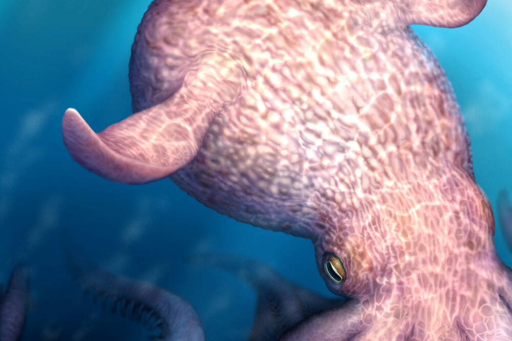 Umjetnička rekonstrukcija oktopoda Nanaimoteuthis haggarti, Foto: Reuters