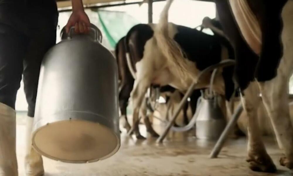 Za prosutim mlijekom vrijedi plakati