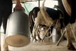 Za prosutim mlijekom vrijedi plakati