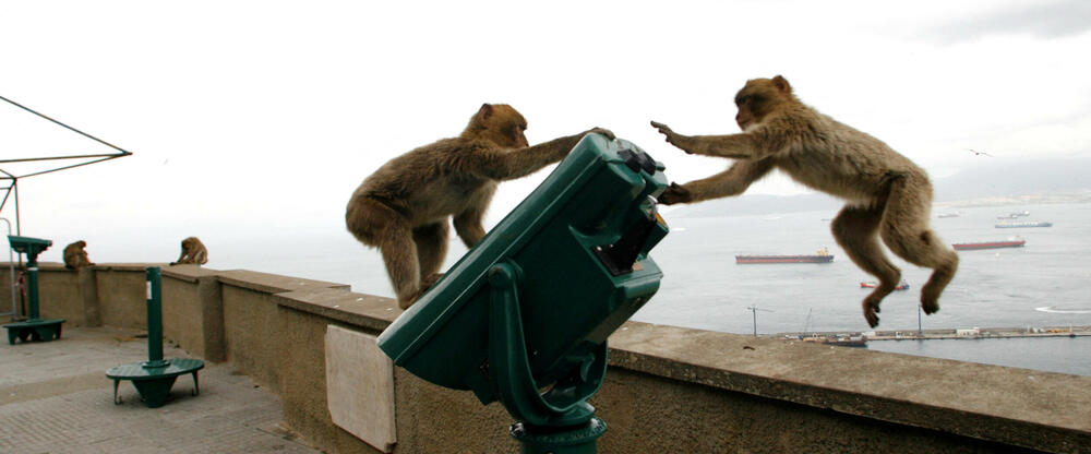 majmuni Gibraltar