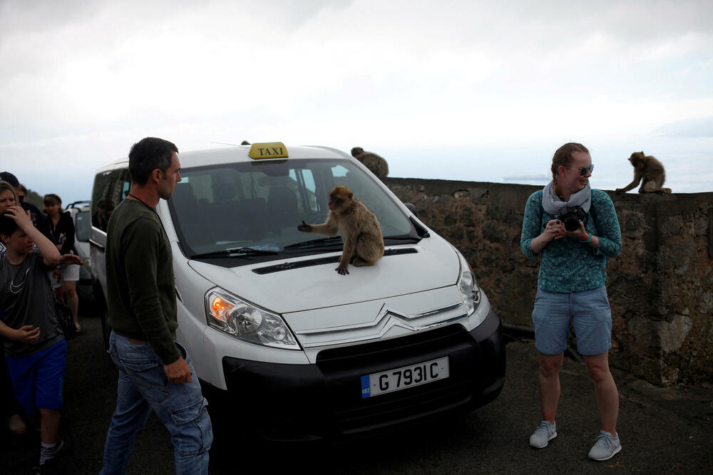 majmuni Gibraltar
