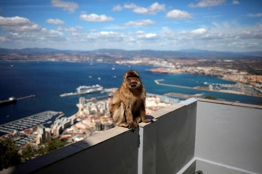 majmuni Gibraltar