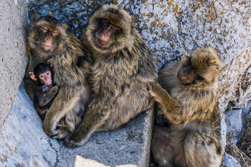 Majmuni na Gibraltaru pronašli pametan način da izbjegnu bolove u...