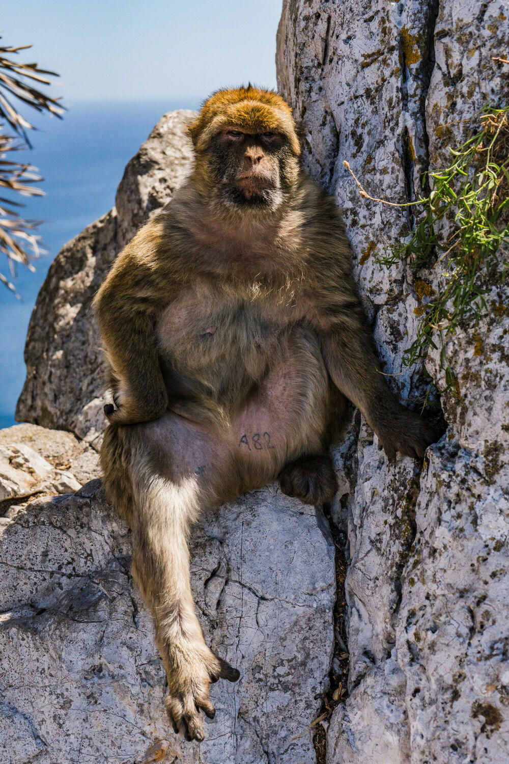 majmuni Gibraltar