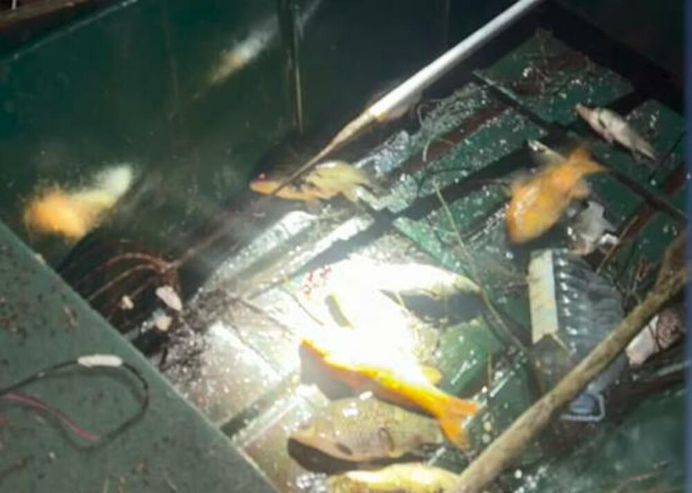 Krivolov na Skadarskom jezeru ne prestaje uprkos zabrani: Za tri...