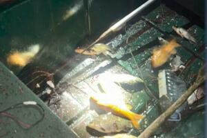 Krivolov na Skadarskom jezeru ne prestaje uprkos zabrani: Za tri...