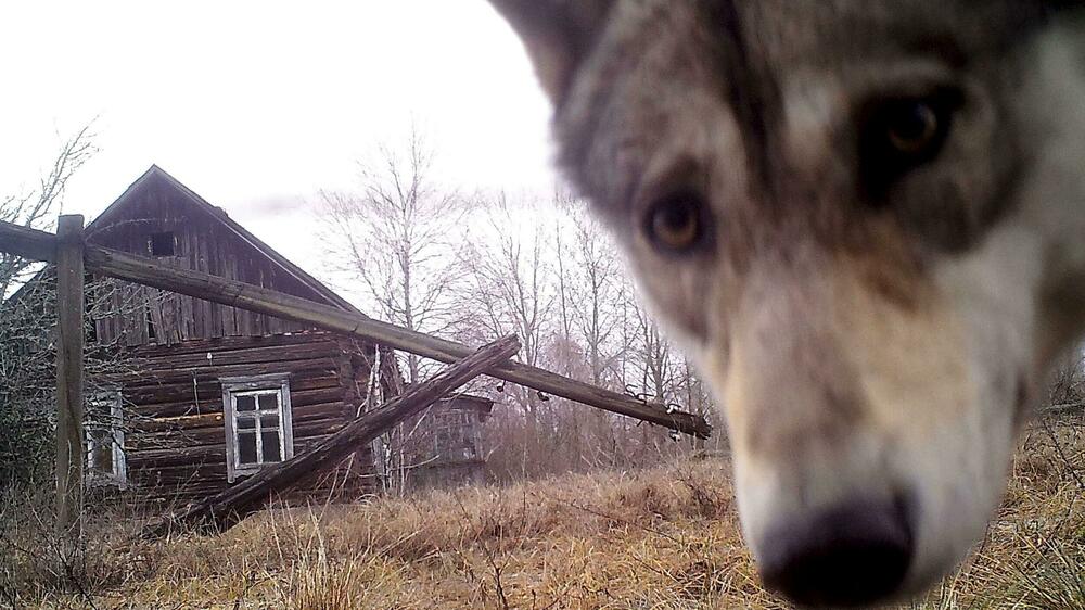 Černobilj i oblast između dvije Koreje postale raj za divlje...