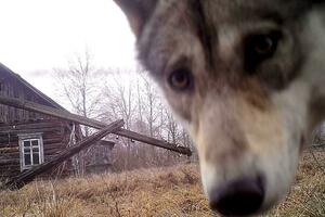 Černobilj i oblast između dvije Koreje postale raj za divlje...