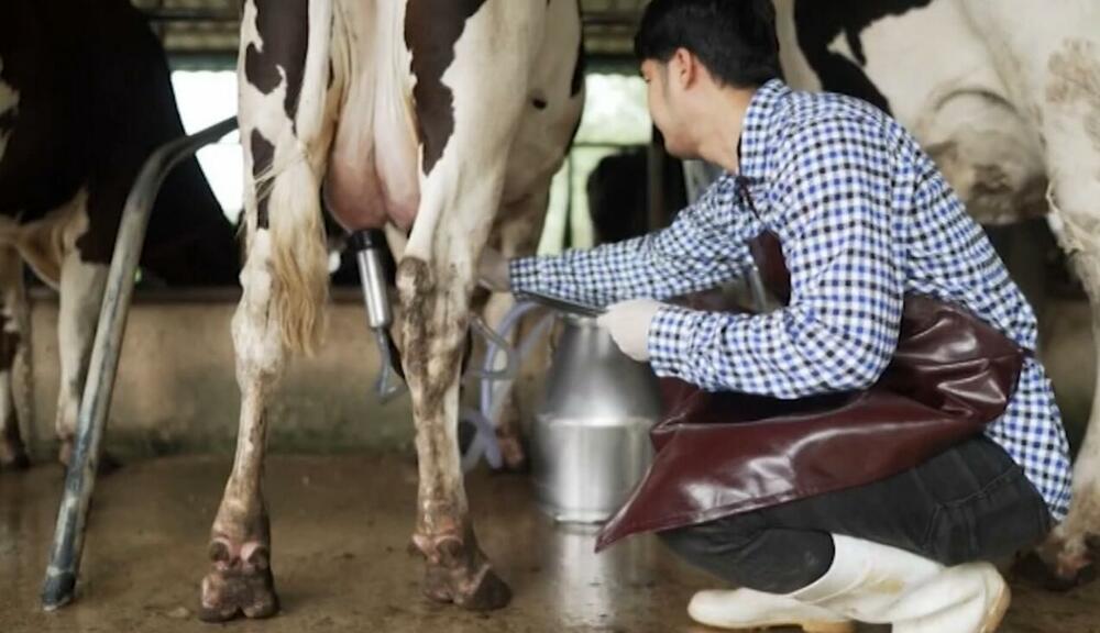 Mlijeko će se slati na preradu u Leskovac?