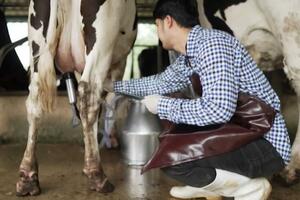 Mlijeko će se slati na preradu u Leskovac?