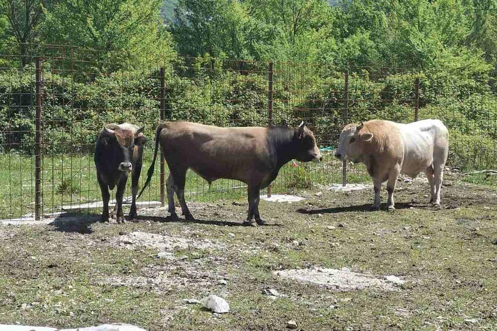 Foto: Opština Tivat