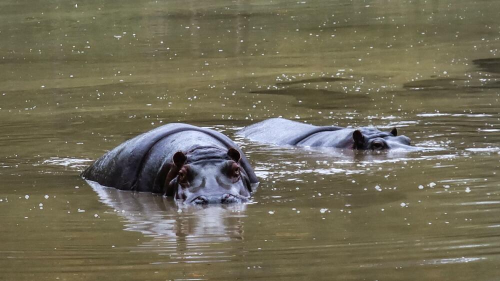 Kolumbijci ne znaju šta će s nilskim konjima koje je u zemlju...