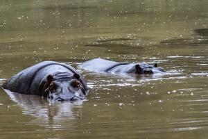 Kolumbijci ne znaju šta će s nilskim konjima koje je u zemlju...