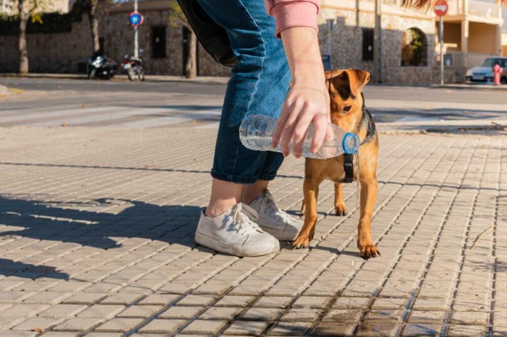 Foto: Shutterstock