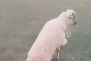 Ne mari ni za stoku ni za komšije: U selu u Zeti mimo propisa...