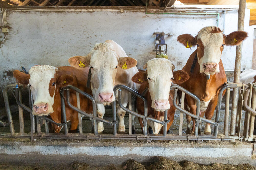 Farma u selu stara Kapela u Hrvatskoj, Foto: Reuters