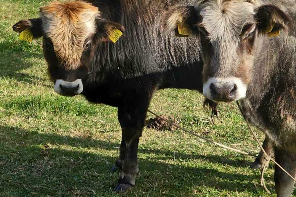 NVO Buša: Novi Agrobudžet pokazuje da su autohtone rase i dalje...