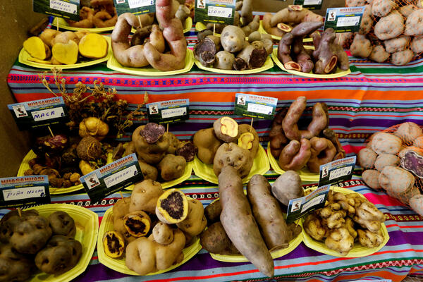 Patates ağırlıklı beslenme, And halkının genetiğini değiştirdi.