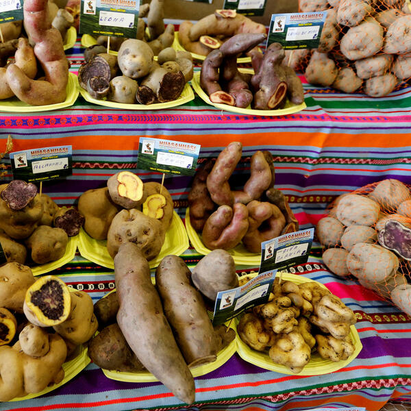 Potato-based diet changed the genetics of Andean people