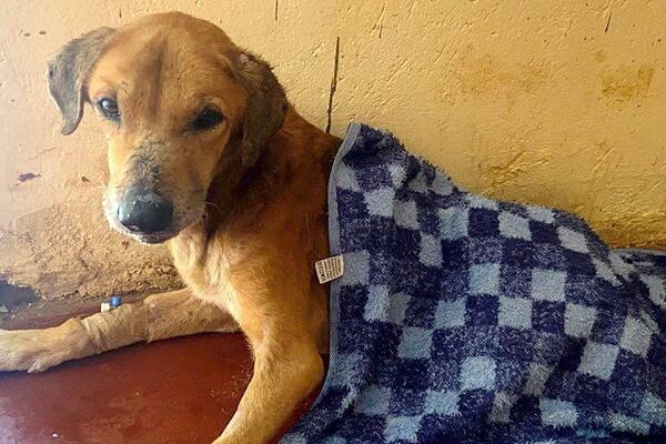 Dutzende Hunde vor Misshandlung gerettet, Verdächtiger festgenommen in...