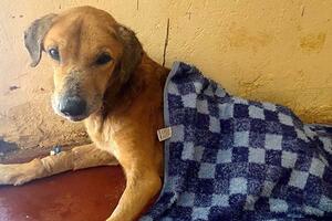 Dozens of dogs rescued from abuse, suspect arrested in...