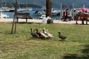 Jato pataka iz Luke Budva uvećalo se za 11 članova