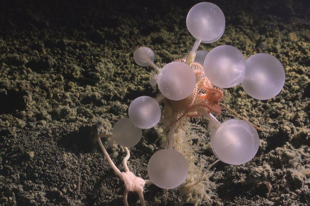 Foto: ROV SuBastian/Schmidt Ocean Institute