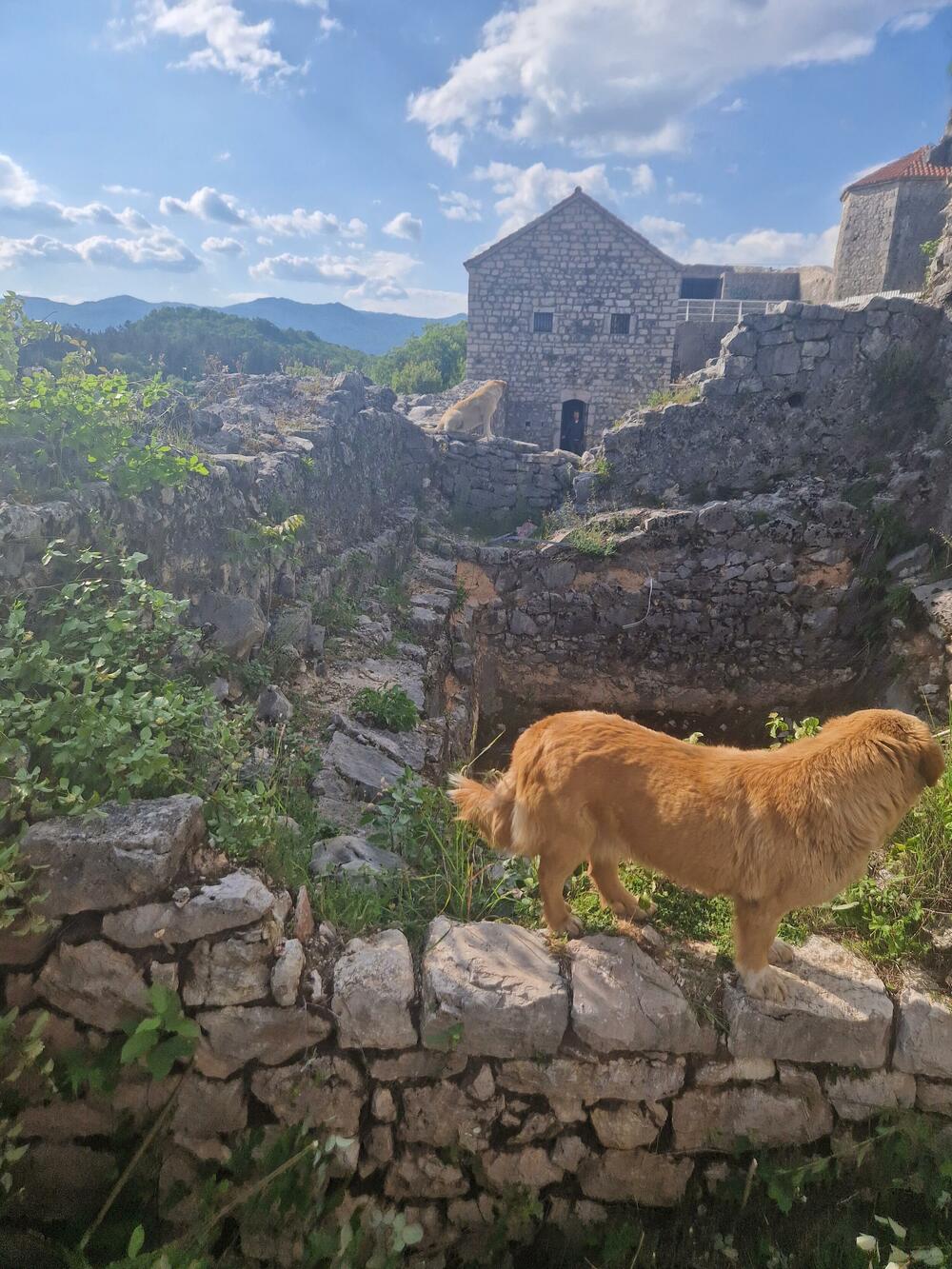 Bedem, Nikšić