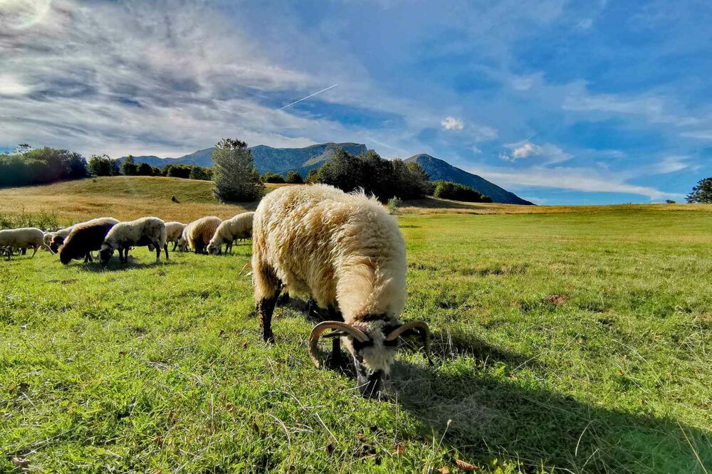 Iz jednog od durmitorskih sela, Foto: Slavko Radulović