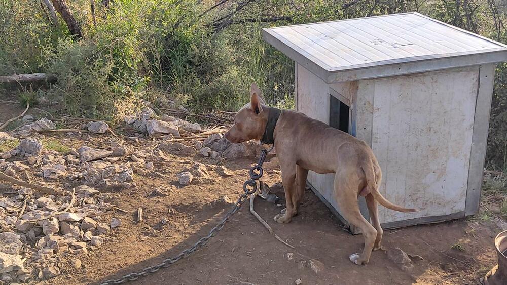 <p>Veterinarska inspektorka je, nakon izvršenog nadzora, konstatovala da se životinje nalaze u veoma lošim uslovima i da ih je neophodno hitno izmjestiti na sigurnu lokaciju</p>