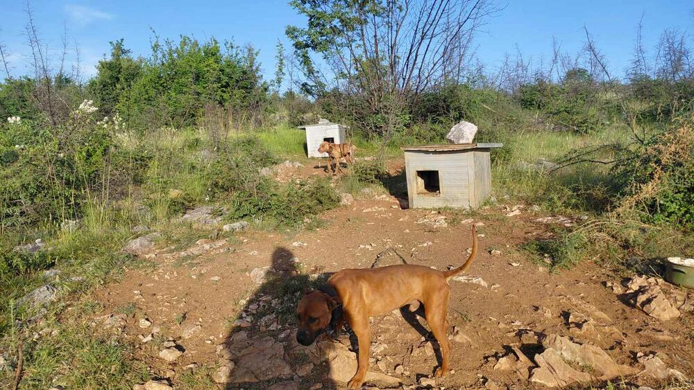 <p>Veterinarska inspektorka je, nakon izvršenog nadzora, konstatovala da se životinje nalaze u veoma lošim uslovima i da ih je neophodno hitno izmjestiti na sigurnu lokaciju</p>