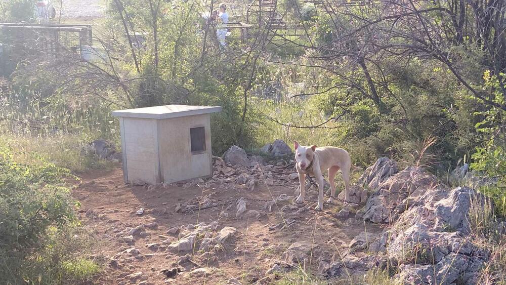 <p>Veterinarska inspektorka je, nakon izvršenog nadzora, konstatovala da se životinje nalaze u veoma lošim uslovima i da ih je neophodno hitno izmjestiti na sigurnu lokaciju</p>