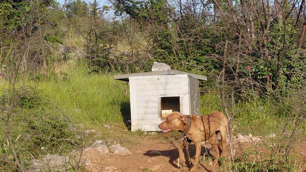 <p>Veterinarska inspektorka je, nakon izvršenog nadzora, konstatovala da se životinje nalaze u veoma lošim uslovima i da ih je neophodno hitno izmjestiti na sigurnu lokaciju</p>