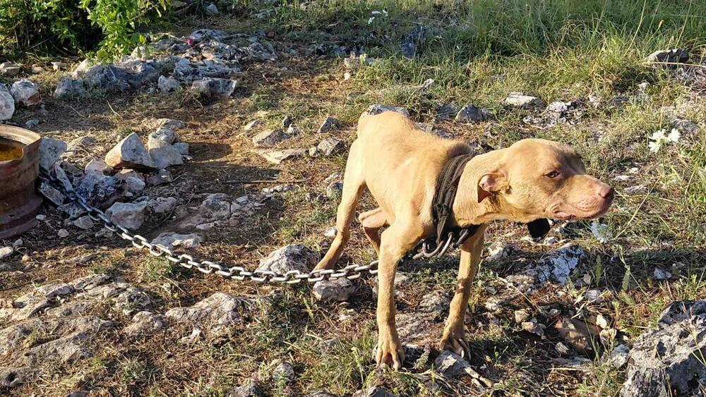 <p>Veterinarska inspektorka je, nakon izvršenog nadzora, konstatovala da se životinje nalaze u veoma lošim uslovima i da ih je neophodno hitno izmjestiti na sigurnu lokaciju</p>