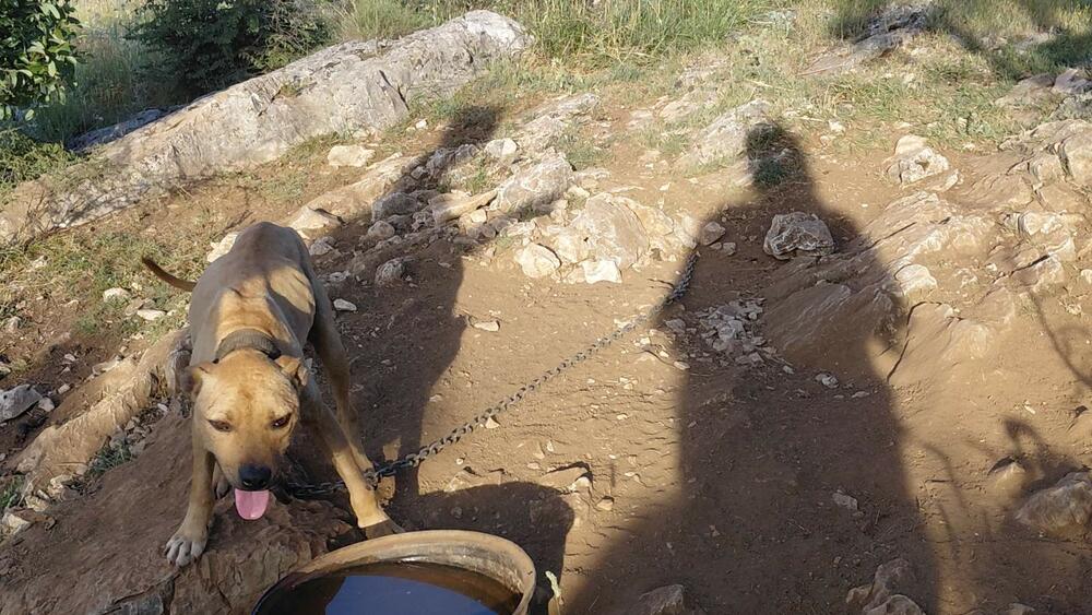 <p>Veterinarska inspektorka je, nakon izvršenog nadzora, konstatovala da se životinje nalaze u veoma lošim uslovima i da ih je neophodno hitno izmjestiti na sigurnu lokaciju</p>