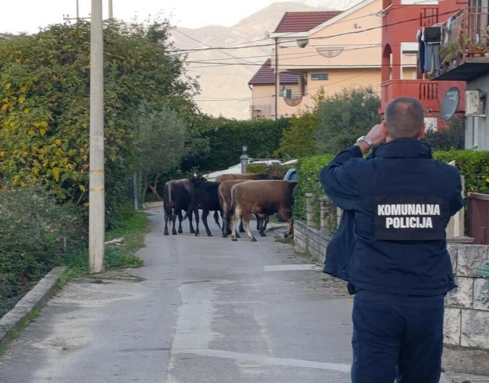 Tivat: Goveda će u klanicu ako se vlasnici ne jave