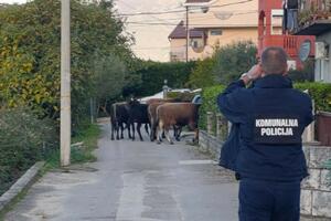Tivat: Goveda će u klanicu ako se vlasnici ne jave
