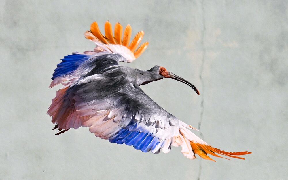 ibis