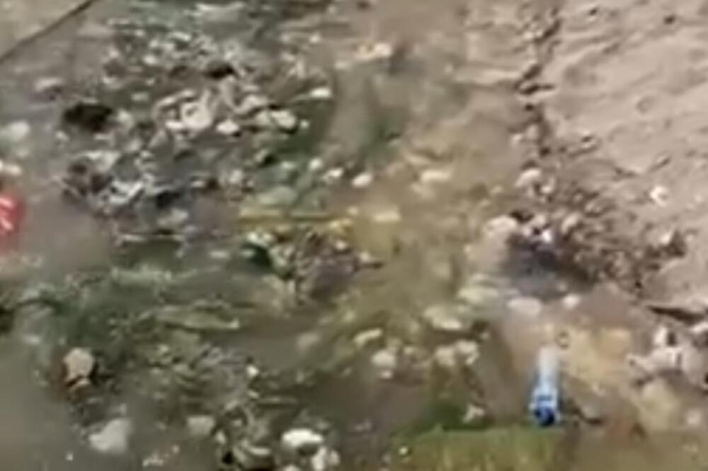 Detalj sa video snimka Morskog dobra, Foto: Morsko dobro