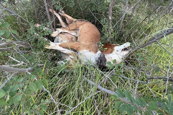 Podgorica: Police investigate death of two hunting dogs