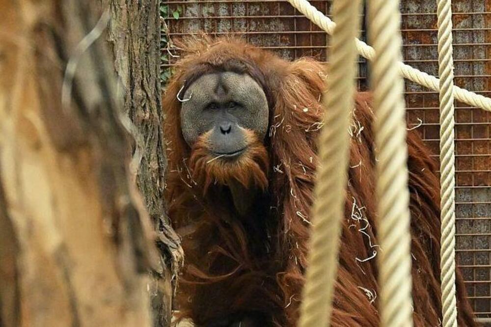 Rijetka vrsta tapanuli orangutan otkrivena je 2017, ali stručnjaci strahuju da bi uskoro mogla da nestane, Foto: Getty Images